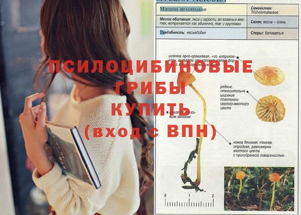 молекула духа Арсеньев